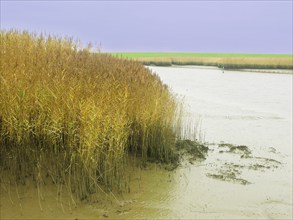 Low tide, mudflats, Dollart, Nieuwe Statenzijl, Netherlands