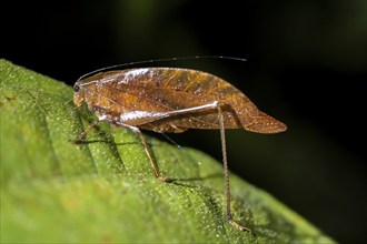 Brown locust Orophus, sitting on a leaf, at night in the tropical rainforest, Refugio Nacional de