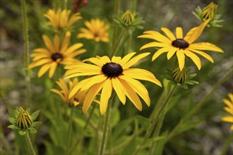 Rudbeckia fulgida (Rudbeckia fulgida Aiton), flower bed, Dülmen, Münsterland, North