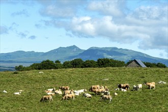 Herd of Aubrac cows grazing in the Cezallier region of Auvergne Volcanoes Natural Park against the