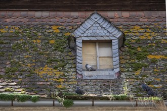 Dormer window on a former, vacant inn, Hüttenheim 5, Hüttenheim, Lower Franconia, Bavaria, Germany,