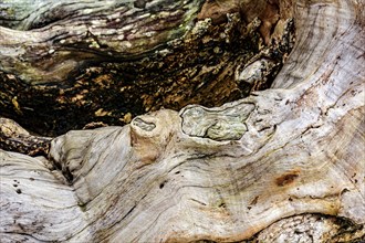 Texture of a wrinkled and dried out wooden trunk