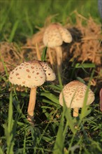 Parasol mushroom, September, Usedom, Mecklenburg-Western Pomerania, Germany, Europe