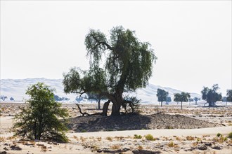 Trees in front of sand dunes, green vegetation in front, Rub al Khali desert, Dhofar province,