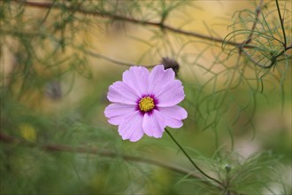 Ornamental basket (Cosmos bipinnatus), flower, pink, colours, autumn, close-up of a flower of the