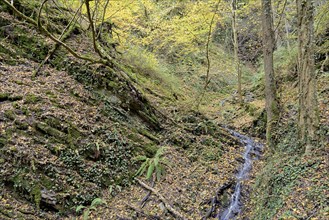 Dortebach valley in autumn, the Dortebach flows through a narrow side valley of the Moselle,