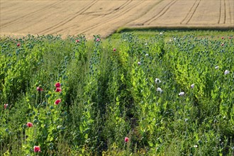 Poppy, (Papaver somniferum), poppy field, Waldviertel grey poppy, poppy village Armschlag,