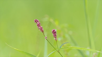 Glandular balsam (Impatiens glandulifera), Indian balsam, red balsam, Himalayan balsam, farmer's