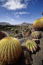 Cactus garden, Jardin de Cactus, designed by the artist César Manrique, Lanzarote, Canary Islands,