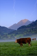 Morning atmosphere in the valley, Gries near Virgen, Virgental, East Tyrol, Tyrol, Austria, Europe