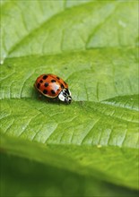 Asian lady beetle (Harmonia axyridis), multicoloured or harlequin ladybird on leaf, North