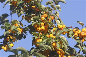 Ornamental apple (Malus), in the blue sky, North Rhine-Westphalia, Germany, Europe