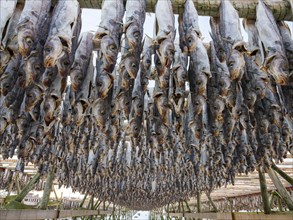 Atlantic cod (Gadus morhua) hung up to dry as stockfish, an old preservation method, Lofoten,