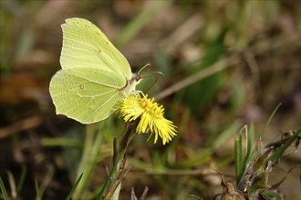 Lemon butterfly on coltsfoot, March, Germany, Europe