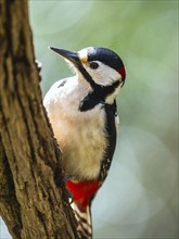 Male of Great Spotted Woodpecker, Dendrocopos major, bird in forest at winter sun