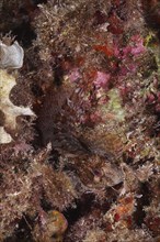 Well camouflaged tompot blenny (Parablennius gattorugine) in the Mediterranean Sea near Hyères.