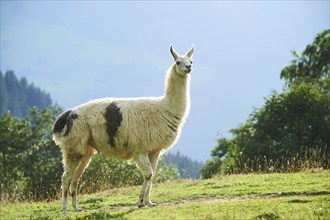 Llama (Lama glama) standing on a meadow in the mountains in tirol, Kitzbühel, Wildpark Aurach,