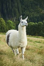 Llama (Lama glama) standing on a meadow in the mountains in tirol, Kitzbühel, Wildpark Aurach,