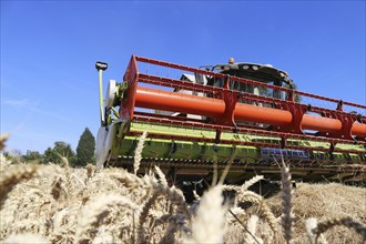 Harvesting grain with a combine harvester in a field near Ludwigshafen