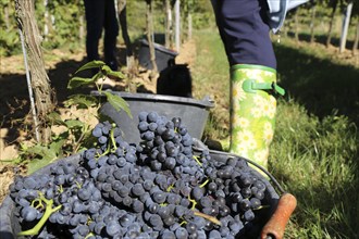 Grape grape harvest: Hand-picking Pinot Noir grapes in the Palatinate (Norbert Groß Winery,