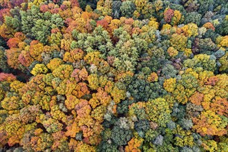 Mixed forest in autumn, colouring, aerial view, forest, autumnal, Ahlhroner Fischteiche,