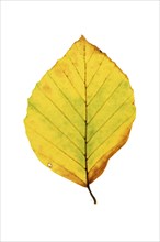 Autumn-coloured leaf of a beech (Fagus sylvatica), copper beech, tree, free-standing, Vechta, Lower