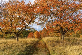 Meadow path with fruit trees in autumn, International Art Trail, Hoher Fläming nature park Park,