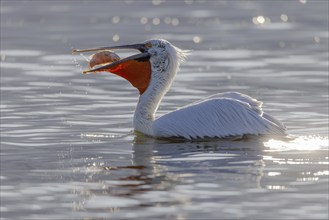 Dalmatian pelican (Pelecanus crispus), eating a fish, magnificent plumage, Lake Kerkini, Greece,