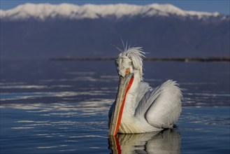 Dalmatian Pelican (Pelecanus crispus), swimming, red throat pouch, snow-capped mountains in the