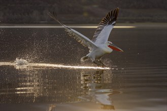 Dalmatian Pelican (Pelecanus crispus), flying against the light, on landing, magnificent plumage,