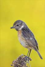 Stonechat, (Saxicola torquata), foraging, female, Wachenheim, Eich, Rhineland-Palatinate, Germany,