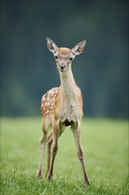 Red deer (Cervus elaphus) fawn standing on a meadow in the mountains in tirol, Kitzbühel, Wildpark