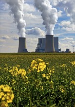 Neurath lignite-fired power station with rape field in bloom, Grevenbroich, North Rhine-Westphalia,