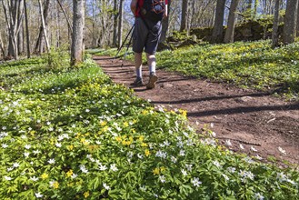 Blooming Wood anemone (Anemone nemorosa) and Yellow anemone (Anemone ranunculoides) by a footpath