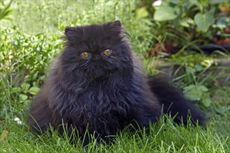 Persian cat, long-haired cat