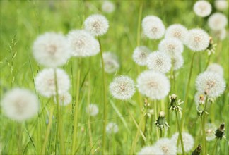 A green meadow full of dandelions, common dandelion (Taraxacum ruderalia) in a meadow, seed heads