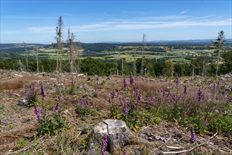 Cleared forest in the Eggegebirge, near Lichtenau, Paderborn district, site of a spruce forest that