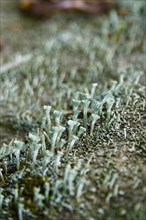 Cup lichen (Cladonia fimbriata), July, Saxony, Germany, Europe