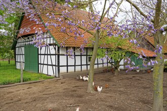 Half-timbered house with purple flowering jacaranda tree Todtenhausen Minden Germany