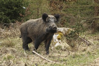 Wild boar (Sus scrofa) Wild boar (Sus scrofa) secured at the edge of a thicket, Allgäu, Bavaria,