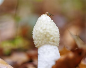 Stinkhorn (Phallus impudicus), Germany, Europe