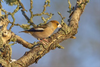 A hawfinch (Coccothraustes coccothraustes), sitting on a moss-covered branch in front of a blue