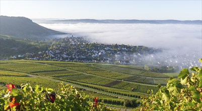 A village at the foot of a hill, surrounded by vineyards and covered in morning mist,