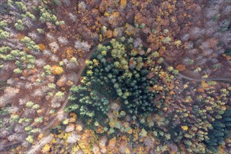 Drone shot, forest in autumn, Wachau, Lower Austria, Austria, Europe