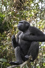 Western lowland gorilla (Gorilla gorilla gorilla) drumming on its chest, male animal, Réserve