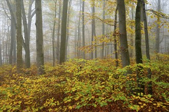 Near-natural deciduous forest in autumn with colourful leaves, copper beech (Fagus sylvatica), fog