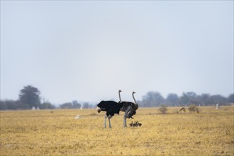 Common ostrich (Struthio camelus), adult female and male with six young, chicks, animal family,