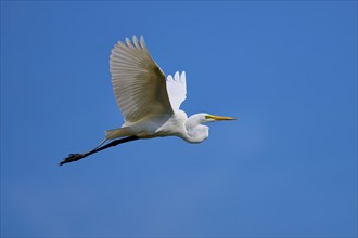 Great Egret (Egretta alba), flying against the blue sky, Black Point Wildlife Drive, Titusville,