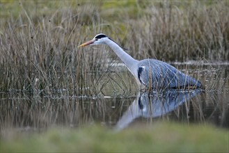 Grey heron (Ardea cinerea), hunting, in the water, Dingdener Heide nature reserve, North