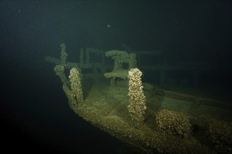 Dark underwater image of an abandoned shipwreck, covered with mussels, quagga triangle mussel